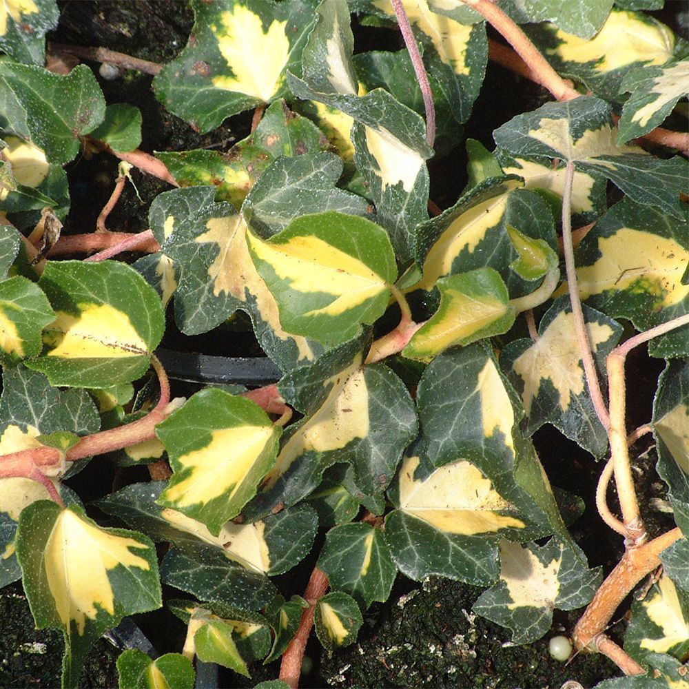 Hedera helix Goldheart